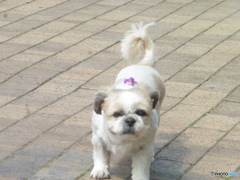 散歩にきたワンちゃん①