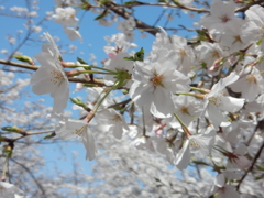 福岡県内の桜　⑤