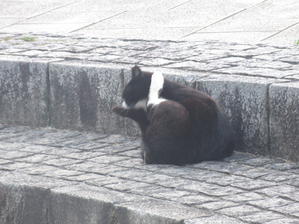いろいろなポーズの猫ちゃん⑦