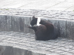 いろいろなポーズの猫ちゃん⑦