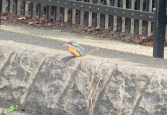 池に住み着いたカワセミ①