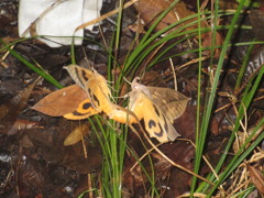 暗闇の中での２匹の蝶