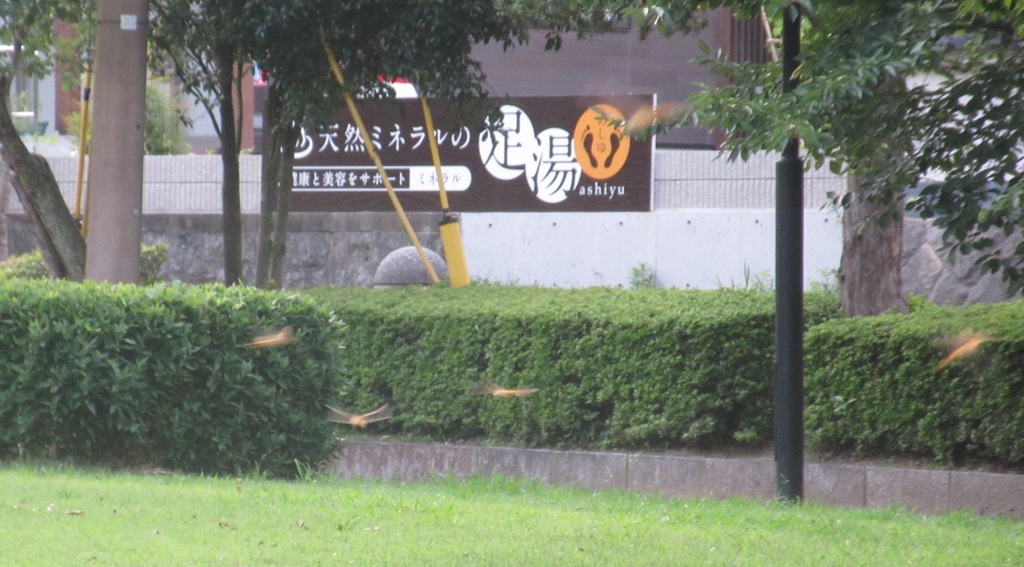 蝶の群れ②