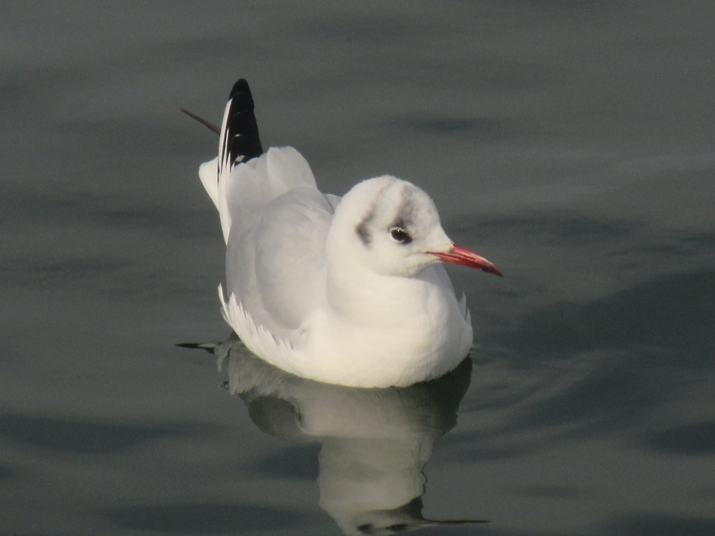 博多港のゆりかもめ　②