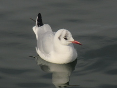 博多港のゆりかもめ　②