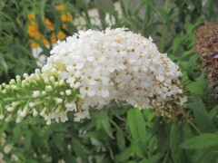 雨に濡れたお花　⑤