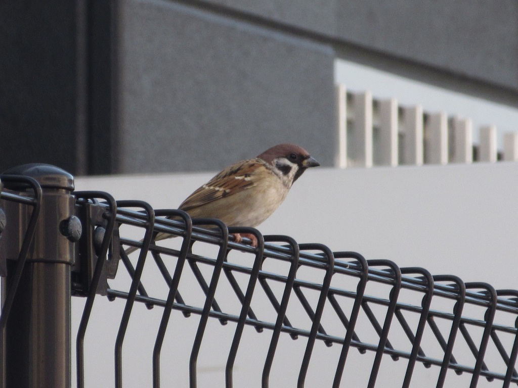 鉄柵の上のスズメ　