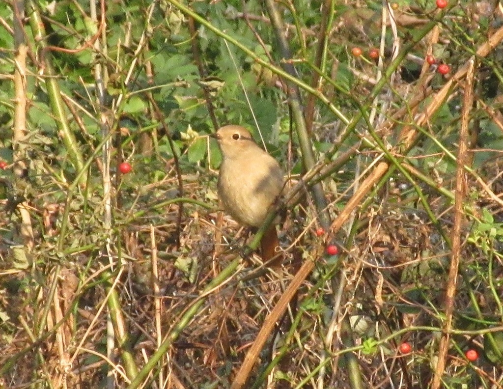 ジョウビタキ①