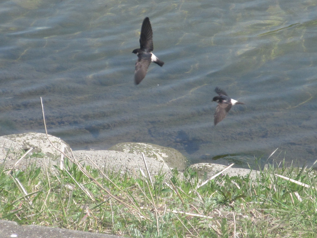 御笠川のツバメたち①