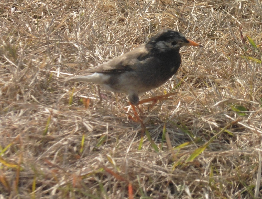 食べ物ないかな①