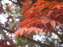 紅葉①