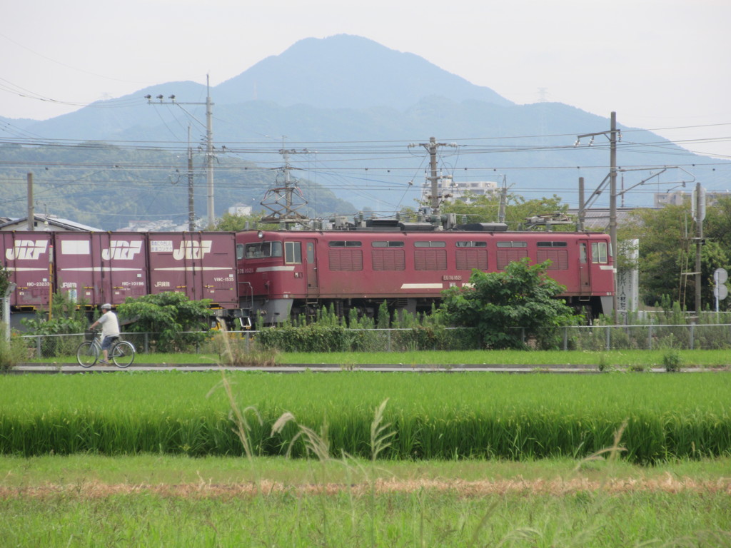 水田の側を通る貨物列車