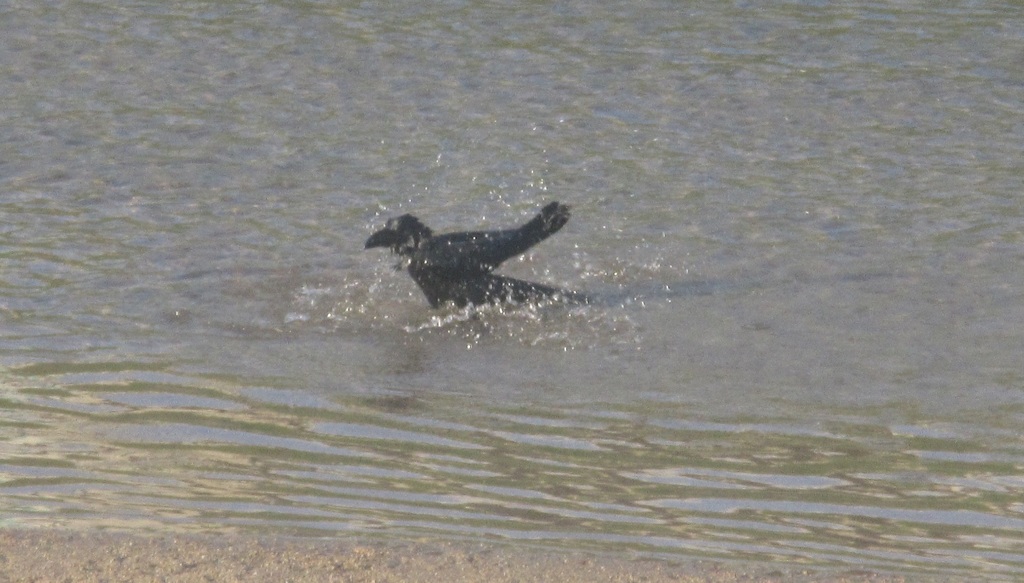 カラスの行水①