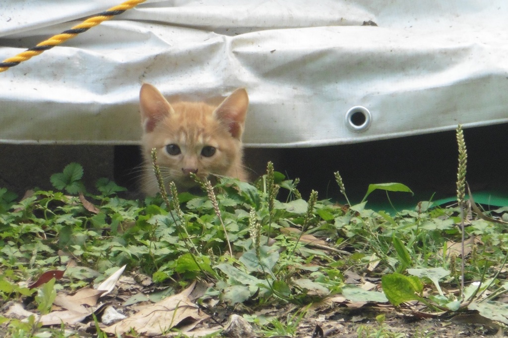 親子の猫ちゃんたち⑥