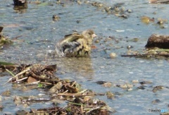 ヒワの水浴び⑥