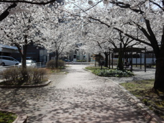 福岡県内の桜　③