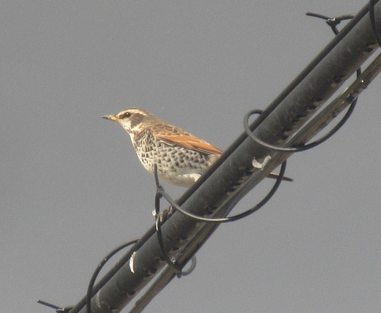 電線の上に止まるツグミ②
