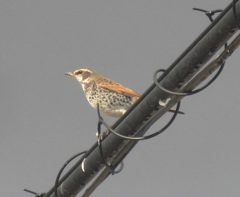 電線の上に止まるツグミ②