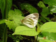 葉にとまる蝶①