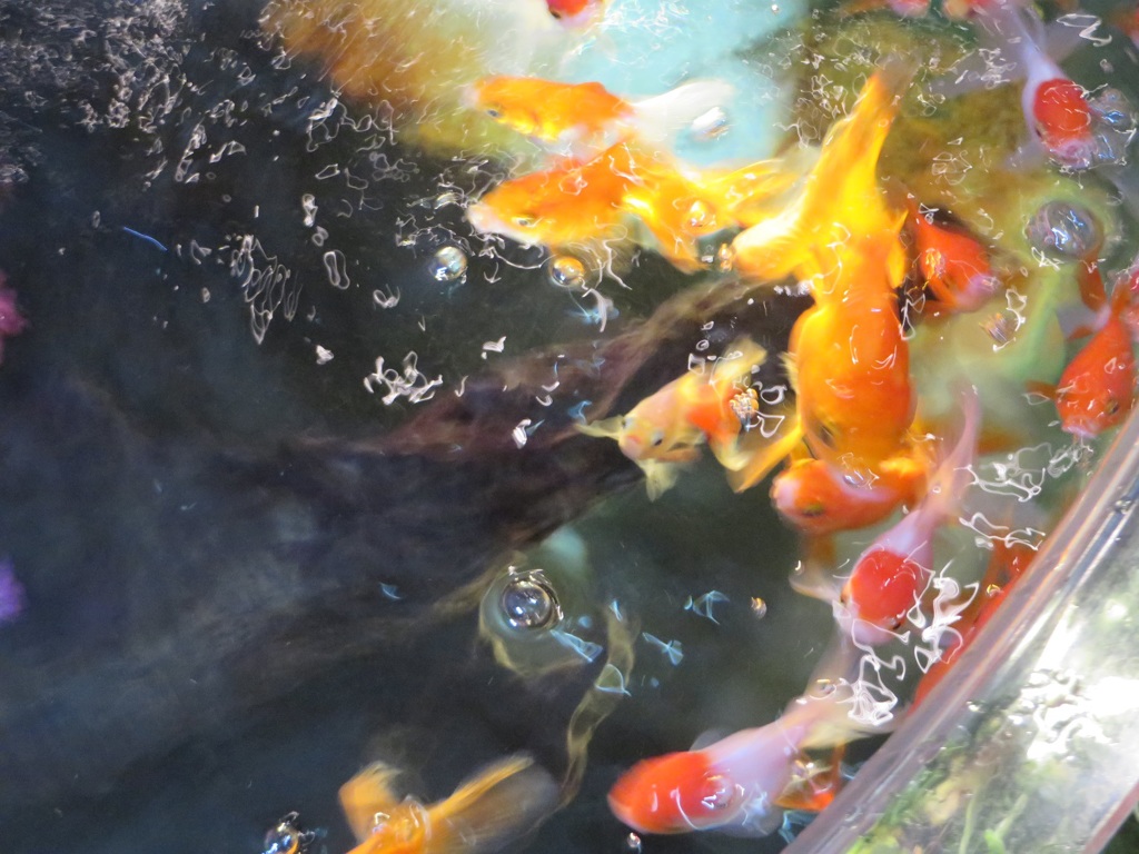 水槽の中の金魚②