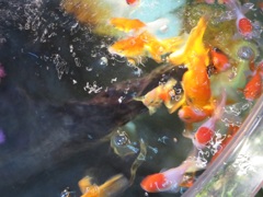 水槽の中の金魚②