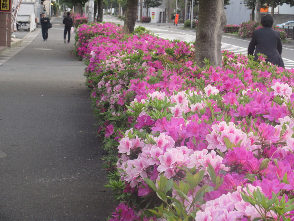 道路端に咲き誇るツツジ
