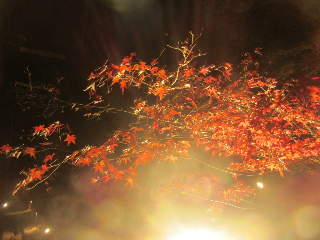夜の紅葉ライトアップ⑤
