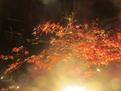 夜の紅葉ライトアップ⑤