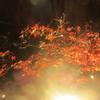夜の紅葉ライトアップ⑤