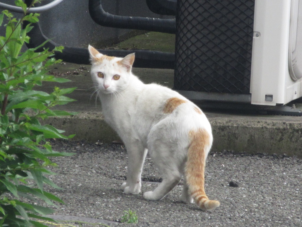 こちらを警戒してる猫ちゃん