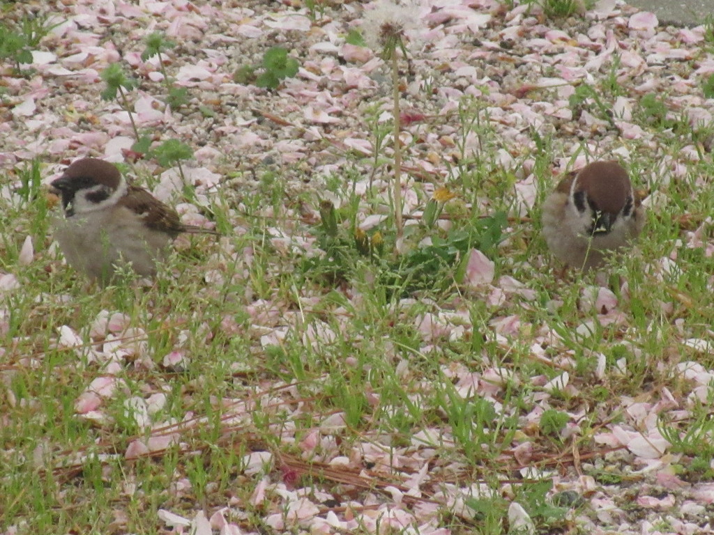 桜の花に群がるスズメたち②