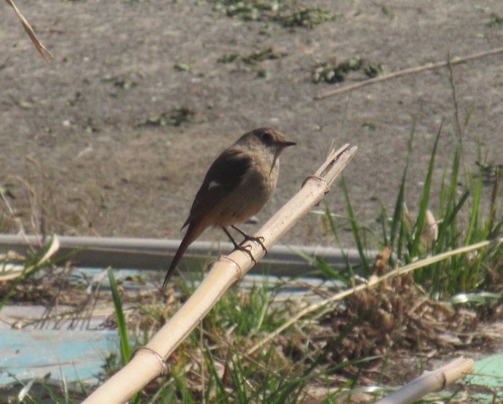 福岡の相島へ⑩
