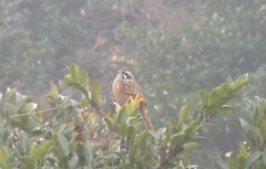 てっぺんで鳴くホオジロ②