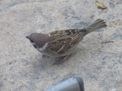 目の前で見たスズメ②