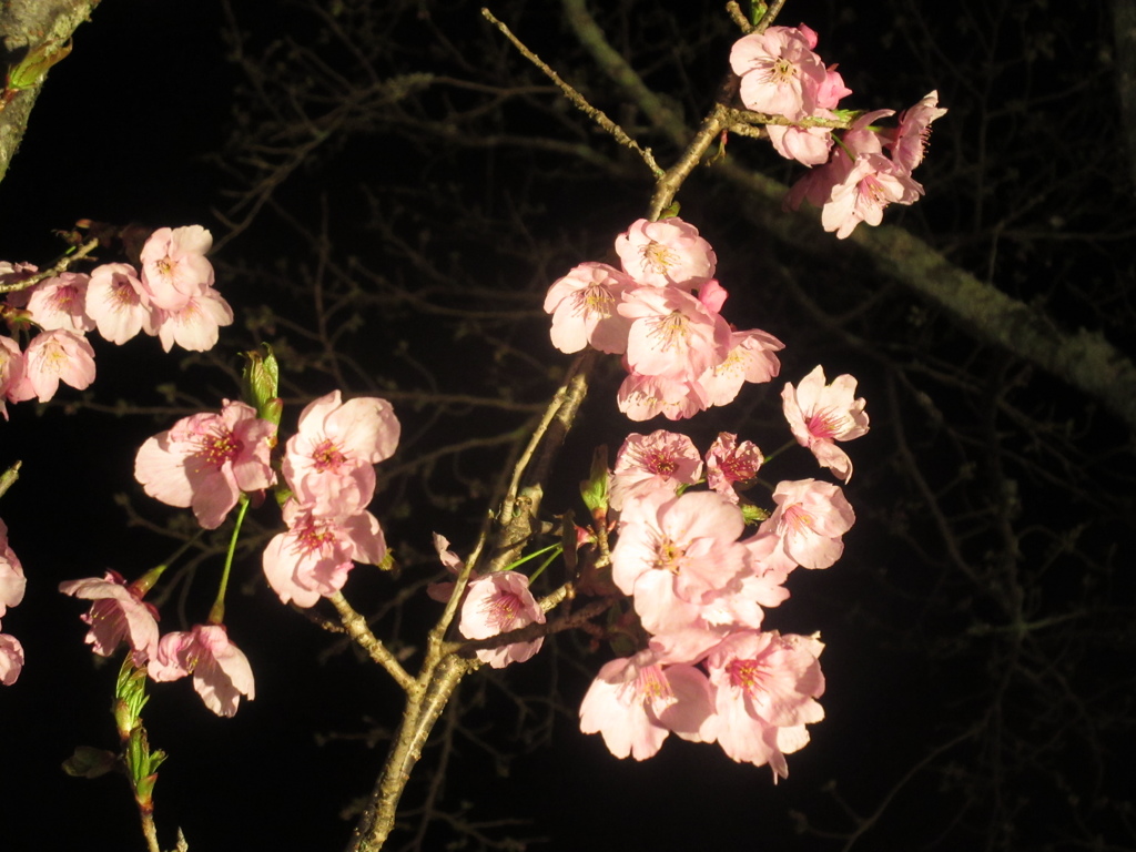 夜桜②