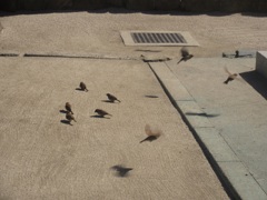 活動的なスズメたち②