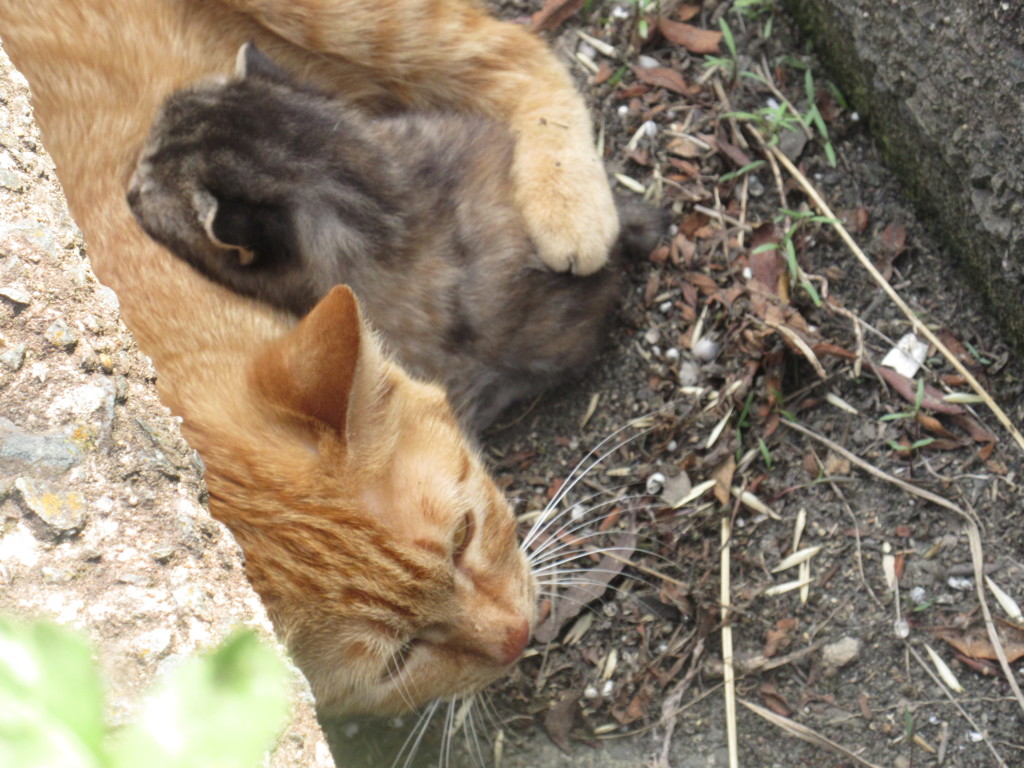 親猫と子猫②