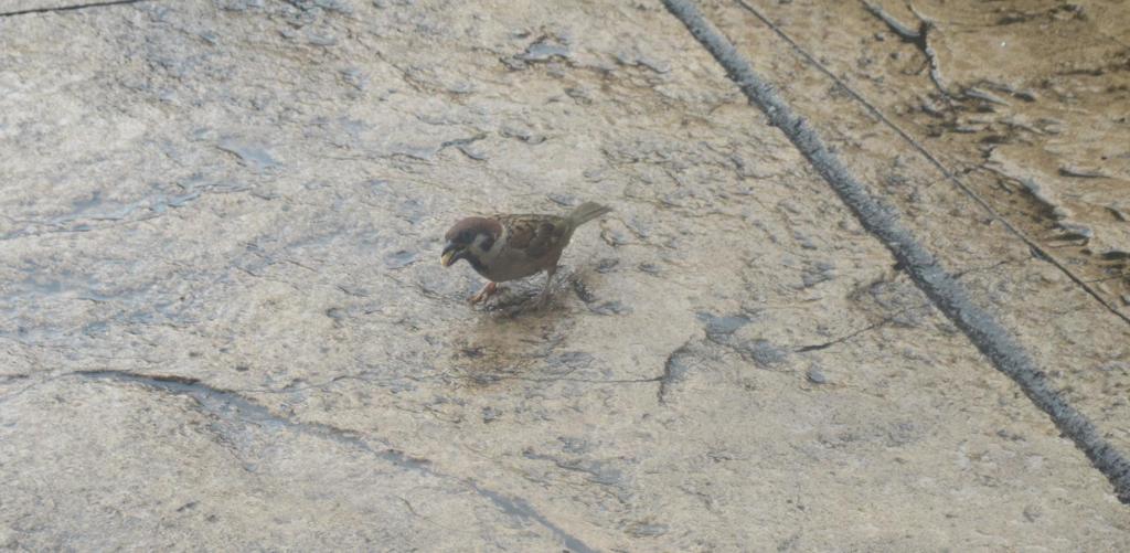 ピーナッツを食べるスズメ①