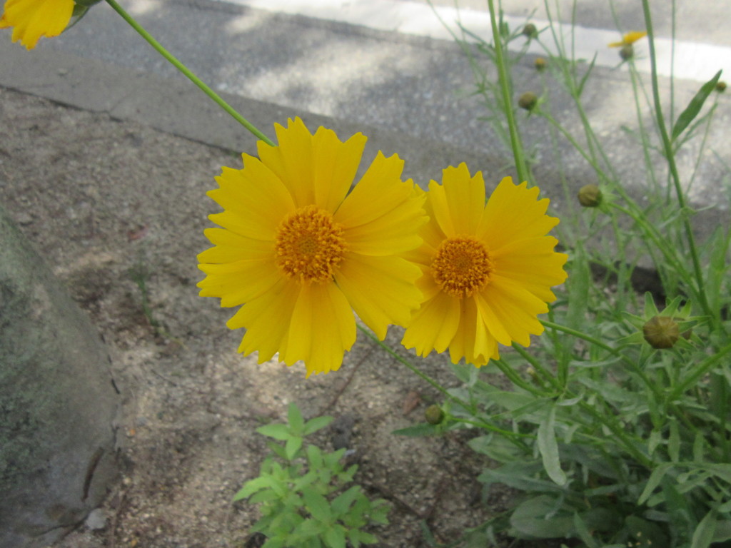 通りかかりに目にとまったお花　①