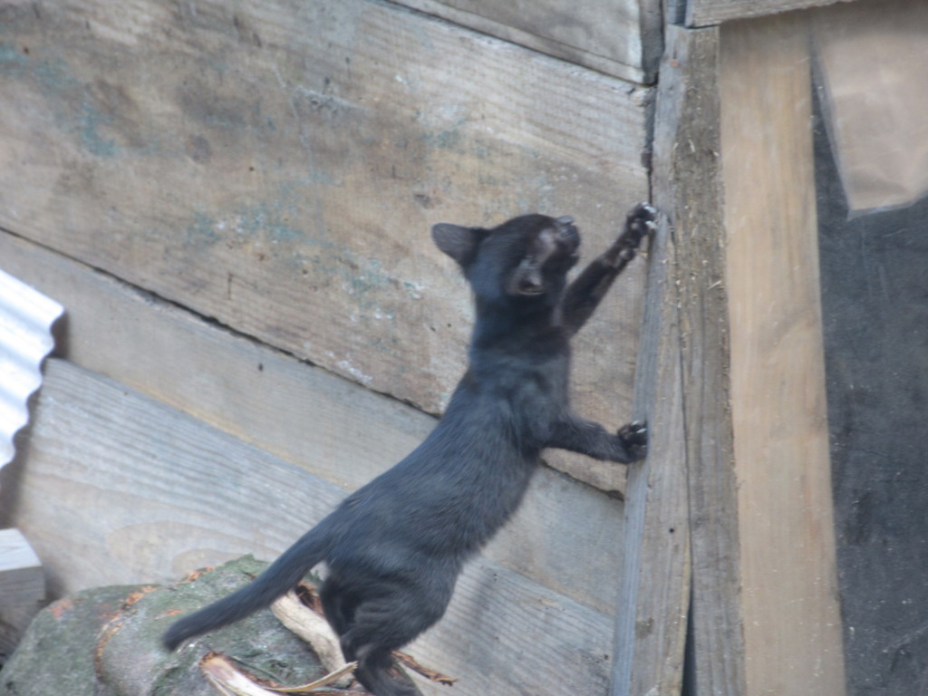 壁をよじ登る猫