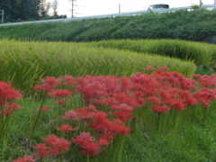 彼岸花と稲穂④