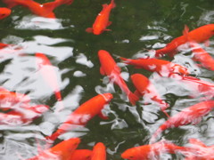 池の中の真っ赤な色の鯉