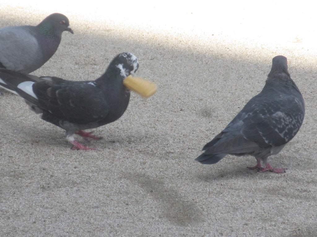 餌をくわえる鳩②