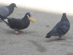 餌をくわえる鳩②