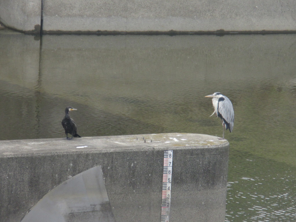 見つめあうカモとサギ
