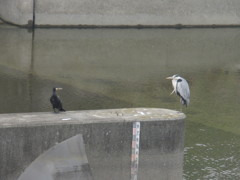 見つめあうカモとサギ
