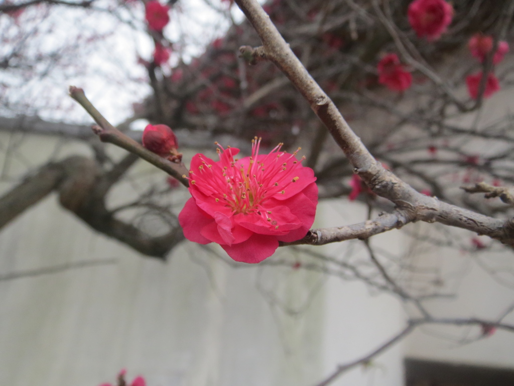 梅の開花　④