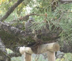木の上のヒヨドリ①