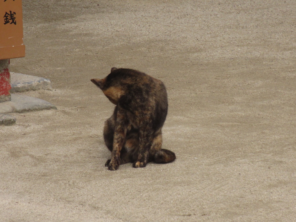 いろいろな素振りの猫ちゃん④