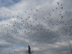 鳥たちの群れ